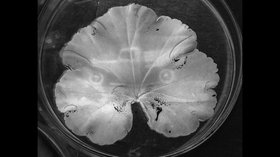 Photosynthesis photography: Making images with living plant leaves